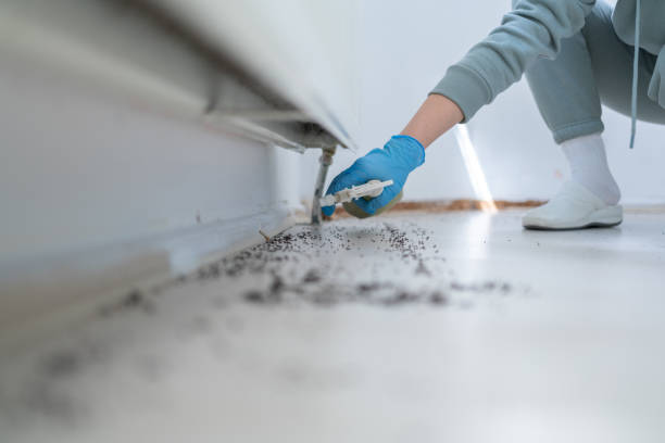 Trusted Spanish Fork, UT Pest Control Experts